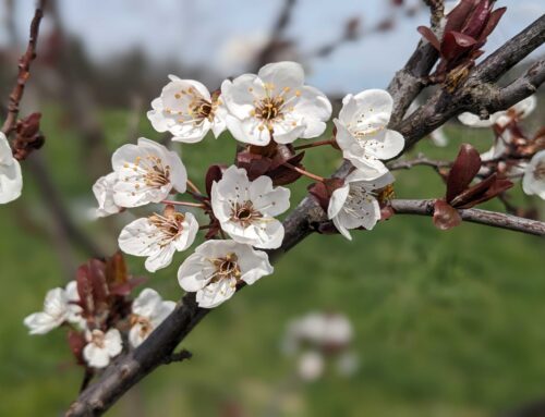 Erntebrief zum 16.04.